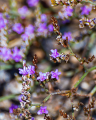 Tournefortia gnaphalodes