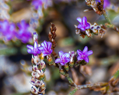 Tournefortia gnaphalodes