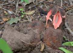 Hydnora abyssinica