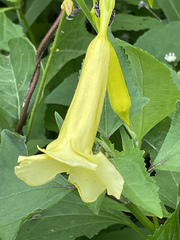 Pentalinoninae