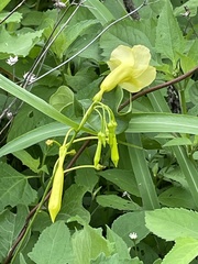 Pentalinoninae