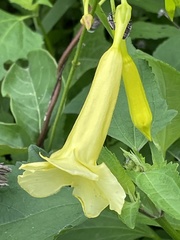 Pentalinoninae