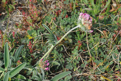 Anthyllis vulneraria iberica