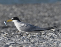 Pentalinoninae