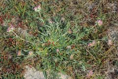 Anthyllis vulneraria iberica