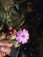 Dianthus caryophyllus