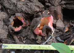 Hydnora abyssinica