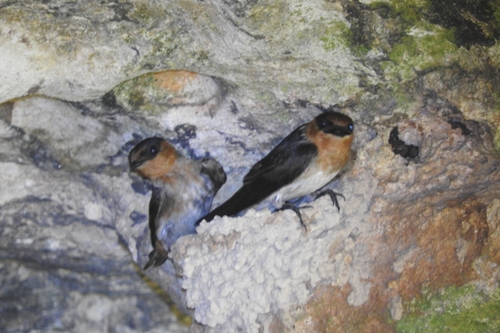 Golondrina pueblera (Petrochelidon fulva)