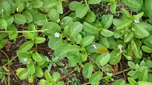 Jacquemontia sandwicensis