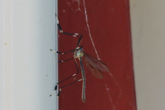 Bittacomorpha occidentalis