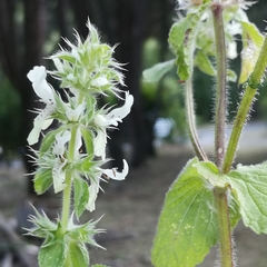 Stachydeae