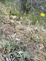 Potentilla effusa