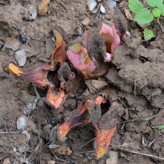 Hydnora abyssinica