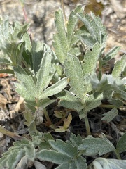 Potentilla effusa