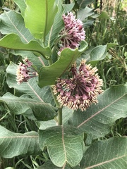 Asclepias speciosa × syriaca