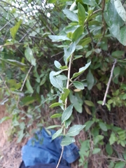 Lycium barbarum