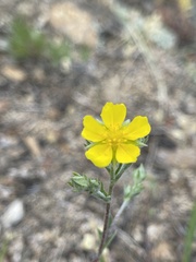 Potentilla effusa