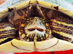 Trachemys venusta cataspila