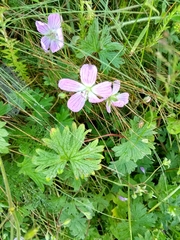 Geranium dolomiticum