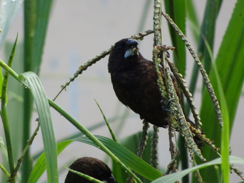 Dusky Munia