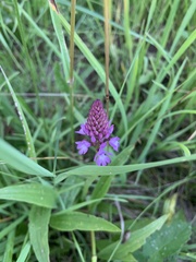 Anacamptis pyramidalis