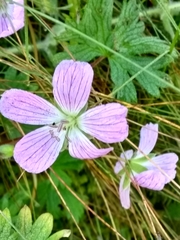 Geranium dolomiticum