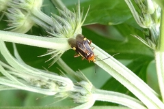 Horciasinus signoreti