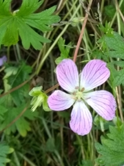 Geranium dolomiticum