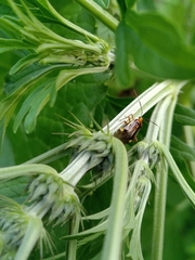 Horciasinus signoreti