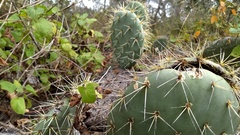 Opuntia robusta