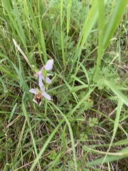 Ophrys apifera