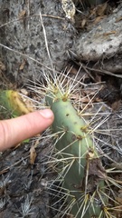 Opuntia robusta
