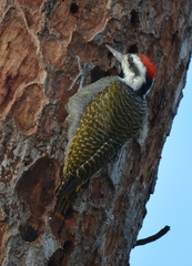 Chloropicus namaquus