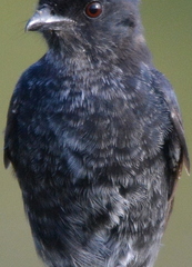 Dicrurus adsimilis fugax