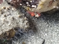 Cnemidocarpa finmarkiensis