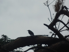 Turdus merula