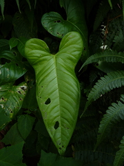 Anthurium panduriforme
