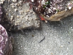 Cnemidocarpa finmarkiensis