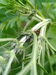 Horciasinus signoreti