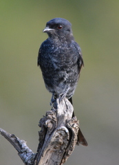 Dicrurus adsimilis fugax