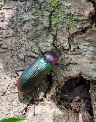 Strongylium auratum