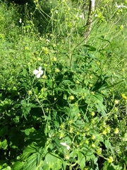 Ranunculus platanifolius