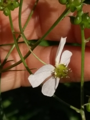 Ranunculus platanifolius