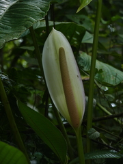 Anthurium formosum