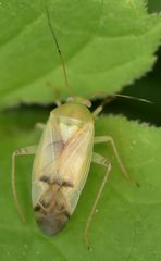 Neolygus contaminatus