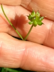 Ranunculus platanifolius