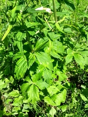 Ranunculus platanifolius