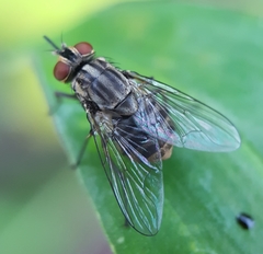 Stomoxys
