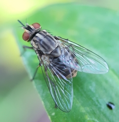 Stomoxys