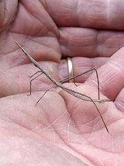 Proscopiidae